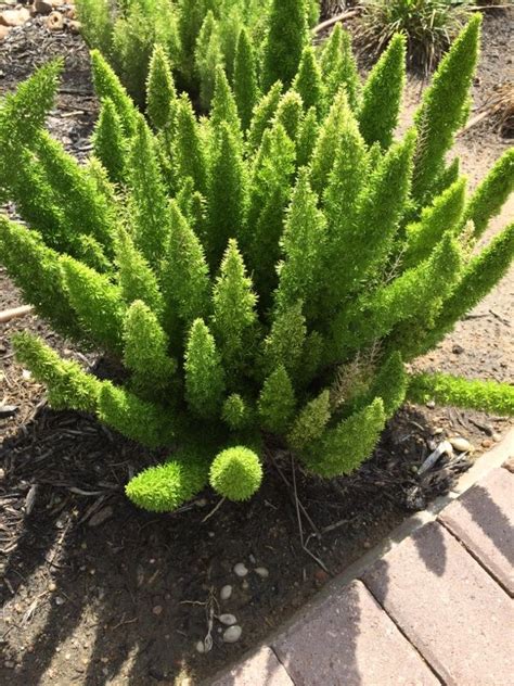 We did not find results for: Free Plant Identification | Plants, Asparagus fern, Plant ...