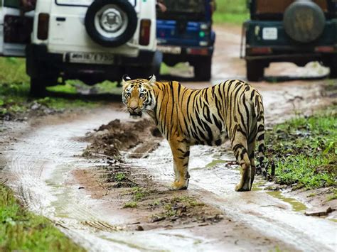 India Houses 70 Of Worlds Tigers Why The Wild Roars Can Be Music To