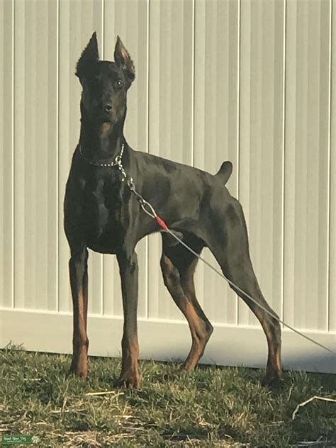 Stud Dog - 3 Year Old Black/ Rust Doberman Pinscher - Breed Your Dog