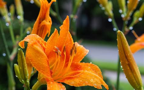 We did not find results for: Daylily flower Wallpapers | Pictures | Day lilies, Flower ...