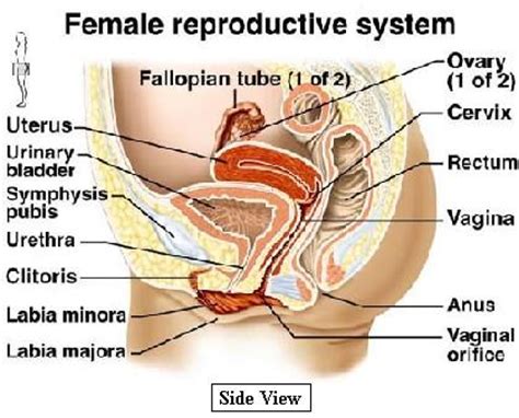 Understand the development of the gonads in males and females. Genitalia, female internal. Causes, symptoms, treatment ...