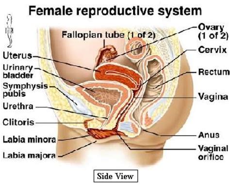 The system is designed to transport the. Genitalia, female internal. Causes, symptoms, treatment Genitalia, female internal