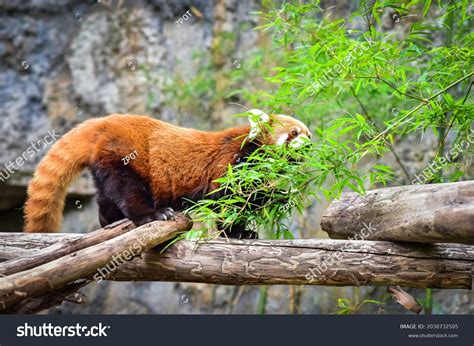 Red Panda Behind Bamboo Leaves Eating Stock Photo 2038732505 Shutterstock