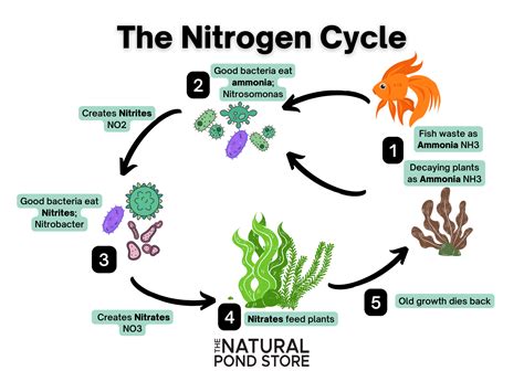 Care And Maintenance The Nitrogen Cycle The Natural Pond Store