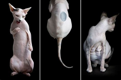 Stunning Snaps Show Bald Beauty Of Hairless Sphynx Cats As Photographer Captures Breeds Eerie
