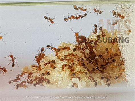 Solenopsis Geminata Ants