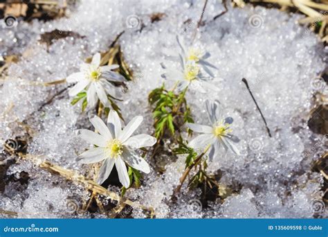 The First Flowers Are Snowdrops Spring Flowers Through Melting Snow