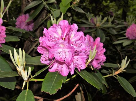 Fuscia Rhododendron Mountain Flower Blooming Stock Image Image Of