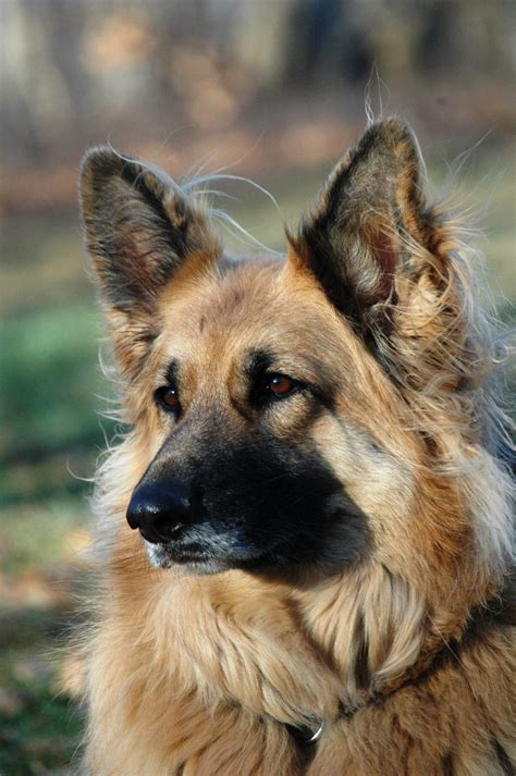 A Comparison Of Dogs That Look Like German Shepherds Glamorous Dogs