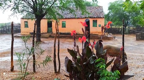 Escolha a rádio e ouça. CHUVA NO SERTÃO NORDESTINO DO BRASIL, UMA MARAVILHA - YouTube
