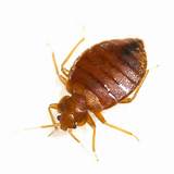 Pictures of Bed Bug Treatment Green