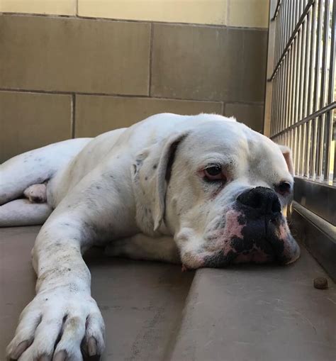 Oftentimes, canine depression is triggered be a major life change. Young dog depressed after his adoptive family dumped him ...