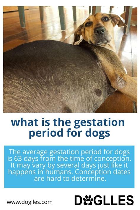 The duration of the gestation period will differ markedly between different species of animal. doglles.com - This website is for sale! - doglles ...