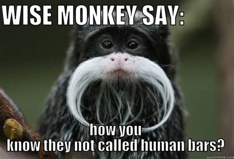 Wise Monkey Meme Quickmeme