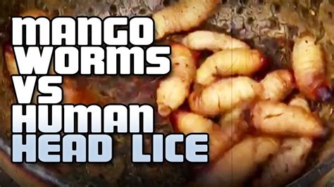 Mango Worms Vs Human Head Lice Head Lice Removal 👍👍👍👍 Youtube