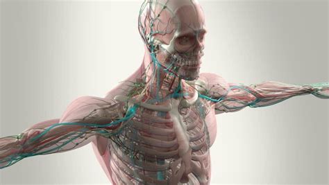 Nerves Muscles And Bones Update 35 By Neil Dimmock Medium