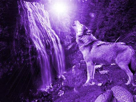 Cool Wolf Magic Forest ♥☻☺ Severny Les