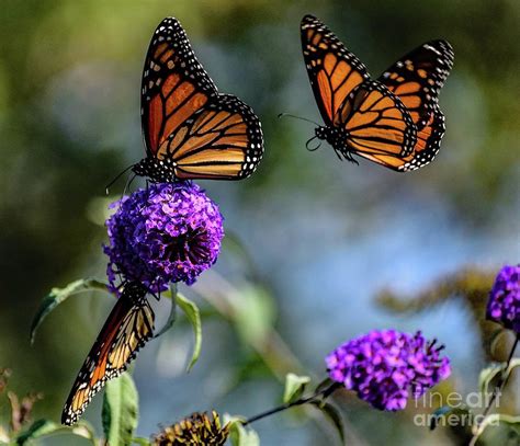 Monarchs Sharing Butterfly Bush Photograph By Cindy Treger Fine Art