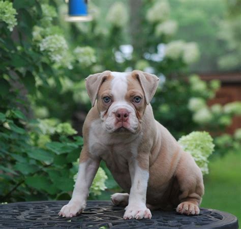 He is english bulldog/olde english bulldogge nkc. Meet Rascal - Olde English Bulldogge Puppy For Sale