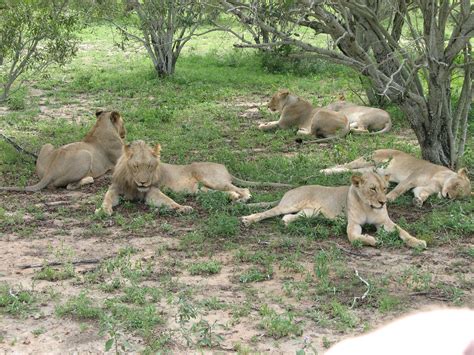 African Lions Den In Forest African Lion Africa Lions