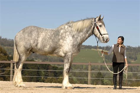 Amazing World Noddy The Tallest Horse In The World
