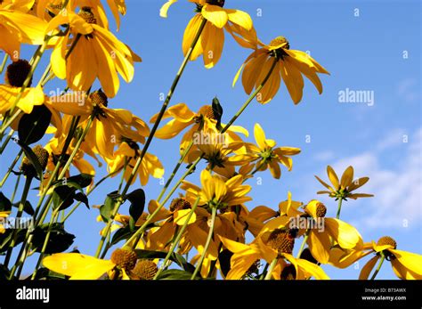 Blue Yellow Summer Flower Border High Resolution Stock Photography And