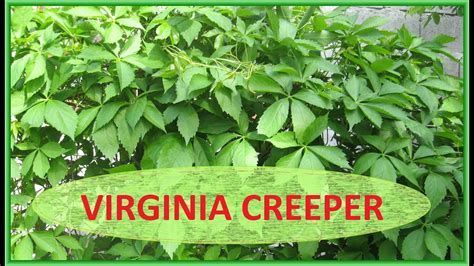 Virginia Creeper A Beauty Or A Menace Video Youtube