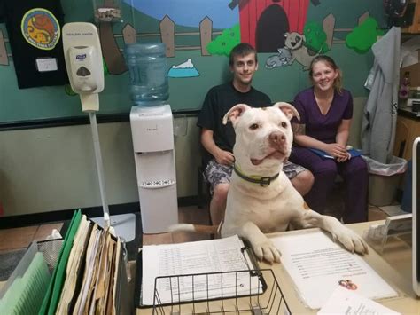 In this report you will find a swot analysis on the organization and a summary going over that analysis. Homeward Bound Pet Adoption Center Blackwood New Jersey ...