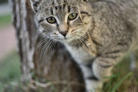 curious gray cat copyright free photo by m vorel libreshot