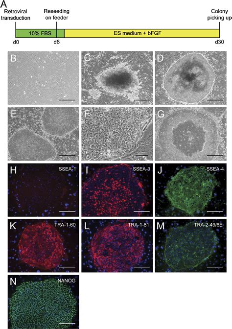 Induction Of Pluripotent Stem Cells From Adult Human Fibroblasts By