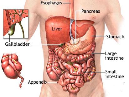 Base and apex anterior, posterior and inferolateral surfaces left, right and middle lobes. The Digestive System | Fine Fitness