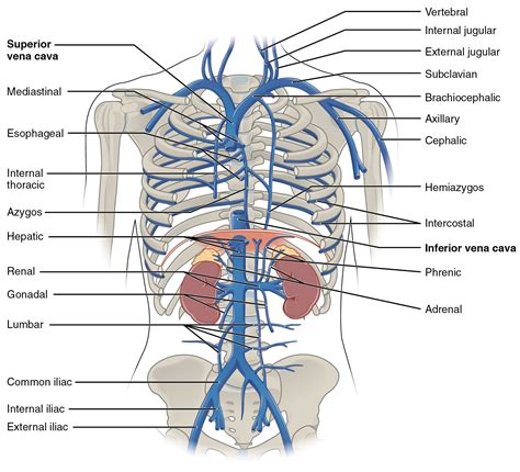 Thoracic Abdominal Veins Anatomy And Physiology Arteries Anatomy