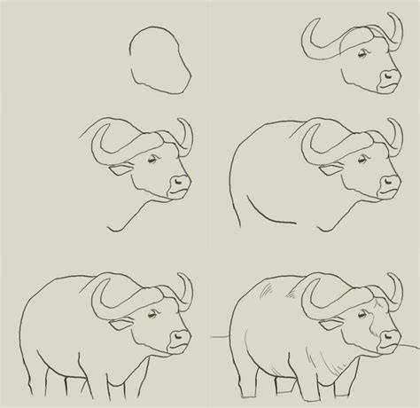 More images for how to draw a water buffalo easy » How to draw water buffalo | Water drawing, Easy animal ...