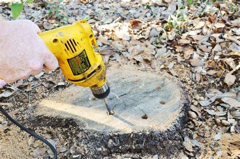 Don't let the stump, stump you!! Pin on Garden