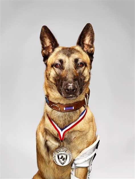 Military Dogs In Combat