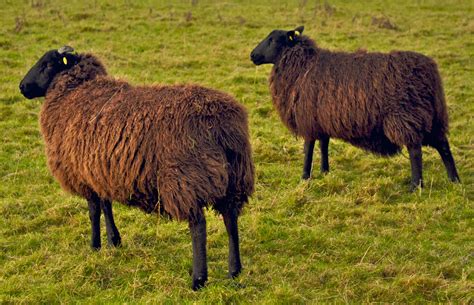 A Visit To See Zwartbles Crossed With Scottish Blackface Sheep