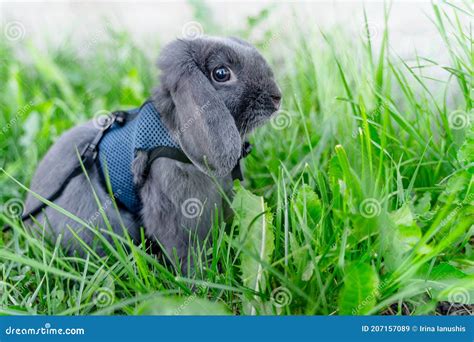 Smoky Gray Domestic Rabbit Stock Image Image Of Outdoors 207157089