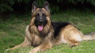 This breed is a continuous shedder with seasonal the cost to buy a german shepherd varies greatly and depends on many factors such as the breeders' location, reputation, litter size, lineage of the puppy. STUNNING LONG COAT GERMAN SHEPHERD PUPPIES | Grange Over ...