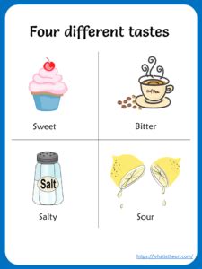 Sense of Taste Worksheets - Your Home Teacher