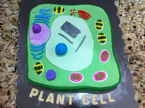 Plant Cell Cake Plant Cell Model Cell Model Plant Cell Cake