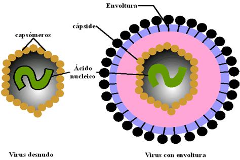 Capítulos De Anatomía Del Dr Tulp Biología Los Virus