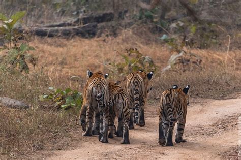 Wwf Tigers On Twitter Check Out This Tigress And Her Cubs