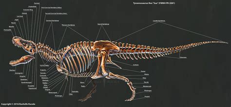 2016 Tyrannosaurus Rex Skeletal Study by TheDragonofDoom on DeviantArt