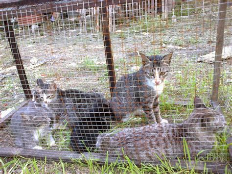 Anda tidak harus merangkai nama kucing dengan serius sampai mengerutkan dahi. Nama-nama Kucing - Blog Rindang Yuliani