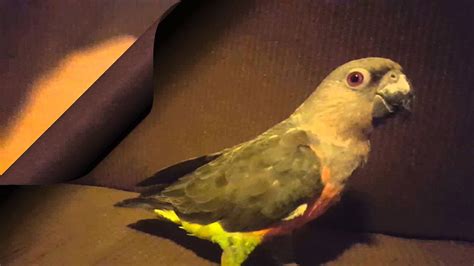 Red Bellied Parrot Youtube