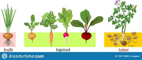 Different Types Of Vegetable Plants Vlrengbr