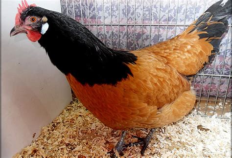 10 Of The Most Rare Chicken Breeds