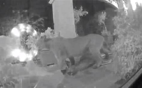 Cougar Attacks Deer On California Mans Front Porch Whiskey Riff