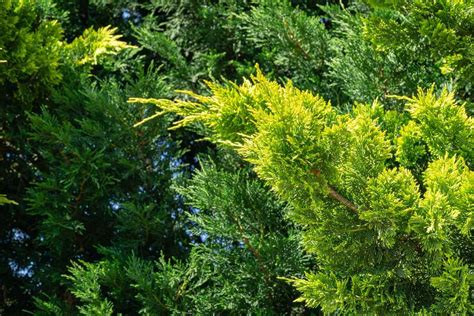 Discover 10 Excellent Evergreens Hedges To Increase Your Privacy