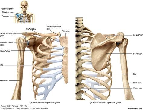 Diagram Of Shoulder Girdle Multichoice The Skeletal System The